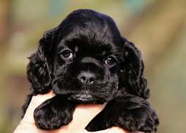 Image result for americký kokršpaněl