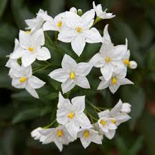 White potato creeper, potato vine. Jasmine Nightshade Solanum Jasminoides Album Jasmine Nightshade 9cm