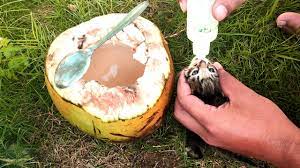 Kali ini radio kucing akan berbagi informasi mengenai produk kelapa grade vco alias virgin coconut oil. Vlog 13 4 Anak Kucing Kitten Pertama Kali Minum Air Kelapa Hijau Muda Cats Youtube