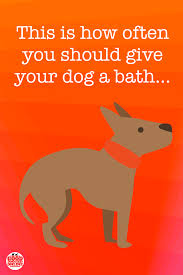 How Often To Bathe A Dog Guide For Pet Parents Good Doggies Online Good Doggies Online Dogs Dog Care