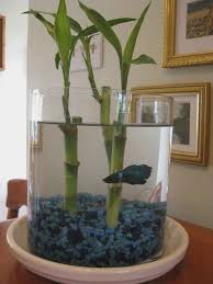 In this guide, you'll learn about the best plants for betta fish tanks. 21 Stylish Plants For Bettas In A Vase Indoor Water Garden Plants Fish Plants