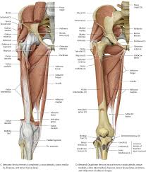 Hey justin theiss, this is an introduction to functional anatomy course, so some of these muscles and actions have been left out. Hip Thigh Atlas Of Anatomy