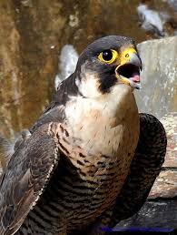 female peregrine falcon peregrine falcon peregrine falconry