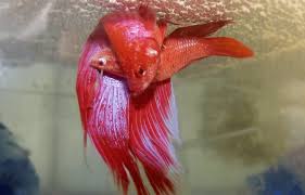 Sobat bisa masukkan ikan cupang jantan dan ikan cupang betina yang sudah siap pemijahan tersebut. Cara Budidaya Ikan Cupang Lengkap Panduan Untuk Pemula