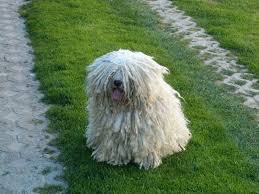 The hungarian puli is incredibly smart, and it's not afraid to put its intelligence to use, even against its the hungarian puli is athletic and agile, so it will love doing physical activities that are similar to. Hungarian Puli Price Range Puli Puppies For Sale Cost Best Puli Breeders