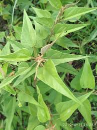 Image result for Gisekiaceae