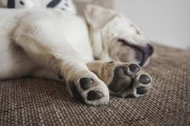 Cats usually wear their claws as they walk around outside including sometimes the. What Are Dog Dewclaws For Anyways