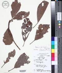 Image result for Uapaca guineensis