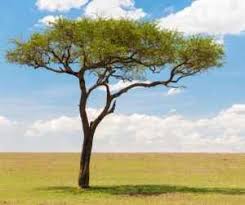 Blessings, healing, love, past life healing, protection, sensuality. The Magical And Metaphysical Properties Of Trees