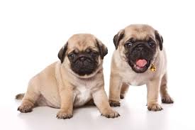 Apart from color variations, there is just one type of pug. A Pug Should Have At Least Two 20 Minute Sessions Of Exercise Per Day