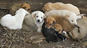 Our first litter of chocolate labrador puppies. How Can I Predict The Coat Color Of Puppies Ddc
