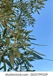 Image result for Searsia lancea