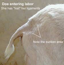 kidding signs labor goatvet says a critical skill to