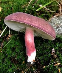Image result for Russula mariae