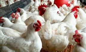 This report is published for the minister of international trade and industry in accordance with section 7 of the malaysia the retail industry in malaysia has experienced rapid transformation and expansion in recent decades due to. Vietnam Poultry Industry Needed To Further Develop Retail News Asia