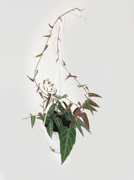 Image result for Cissus