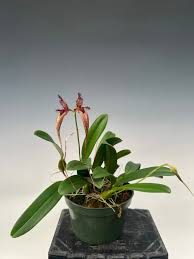 Image result for Bulbophyllum prorepens