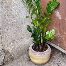 Image result for Zamiokulkas Zamioculcas