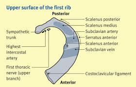 A domelike expansion of fascia strengthening the pleura over the apex of the lung extending from the first rib to the transverse process of the seventh cervical vertebra. The Thoracic Inlet And First Rib Sciencedirect