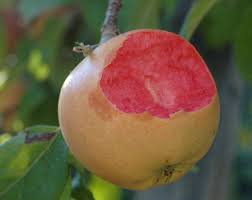 Maybe you would like to learn more about one of these? Growing Apples From Seed The Survival Gardener