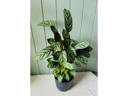 Image result for Ktenante Ctenanthe