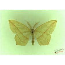 Image result for Timandra comae