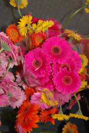 Mini Gerbera Daisies Gerbera Daisy Sunflowers And Daisies Gerbera