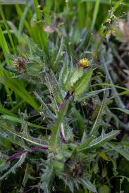 Image result for Cnicus