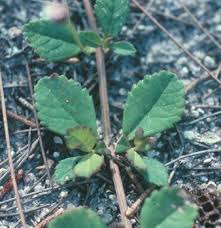 Image result for Lippia oatesii