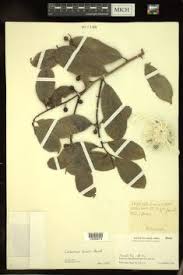 Image result for Allocassine laurifolia