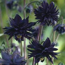 Maybe you would like to learn more about one of these? Black Barlow Columbine Seeds Perennial Flower Seeds