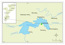 Image result for Hermannia micropetala