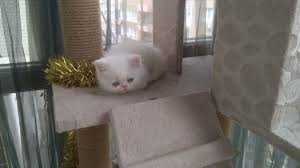 Satilik Exotic Shorthair Panosundaki Pin