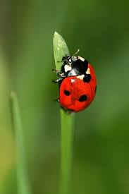 Are Black And Red Ladybugs Poisonous Ladybug Ladybug Art Ladybird Ladybug
