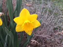 We did not find results for: I Think A Have Some Koroks Hiding In My Garden I Also Just Realized That The Flowers In Botw Are Daffodils Breath Of The Wild