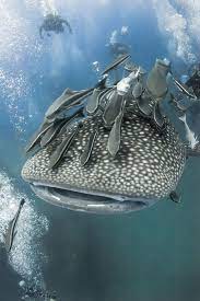 whale shark expression expression venusia sea and ocean ocean creatures whale shark