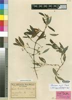 Image result for Rhoicissus revoilii