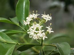 Image result for Psydrax