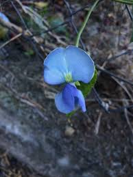 Image result for Psophocarpus grandiflorus