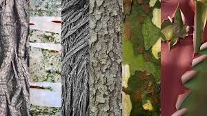Image result for tree bark