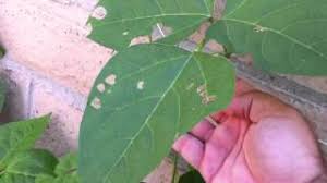 Repeat the treatment every few days or after a rain shower. Garden Worms How To Kill Them Youtube