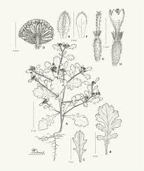 Image result for Grangea anthemoides