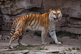 A golden tabby tiger is one of the most beautiful and rarest tigers on this planet. 6 325 Tabby Tiger Photos Free Royalty Free Stock Photos From Dreamstime