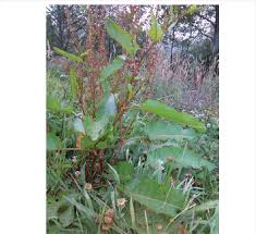 Image result for Rumex
