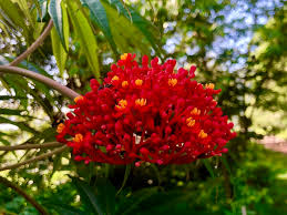 Image result for Jatropha erythropoda