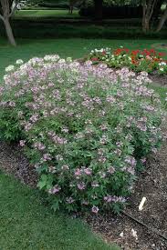Image result for Cleome elegantissima