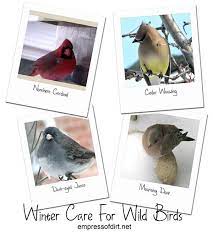 Love Birds Find Out How To Keep Them Coming Back To Your Garden All Winter Long Wild Birds Backyard Birds Birds