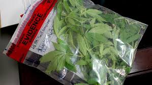 Pest control & termite services. Pest Control Service Finds Marijuana Growing In Vacant Apartment Wear