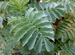 Image result for Melianthaceae