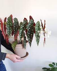 Instagram Indoor Flowering Plants House Plants Indoor Plants